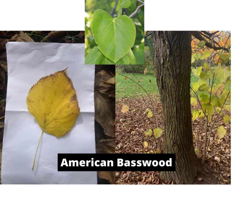 Basswood