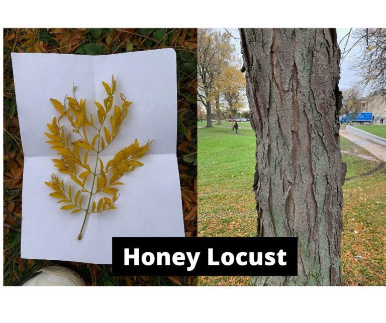Honey-Locust