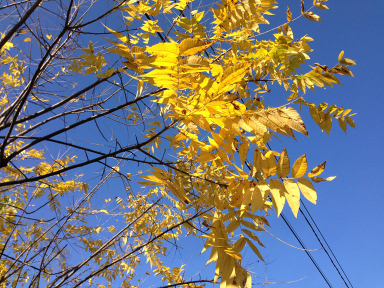 2014-10-30_10_16_45_Black_Walnut_foliage_during_autumn_along_Fireside_Avenue_in_Ewing,_New_Jersey