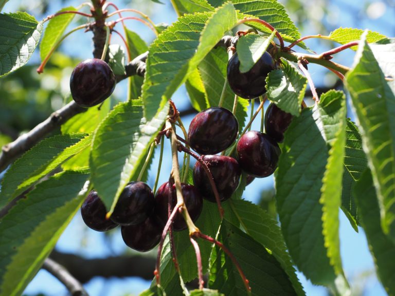 cherries-592267_1920